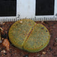 Lithops lesliei var. lesliei (cv. Albainica) C063a