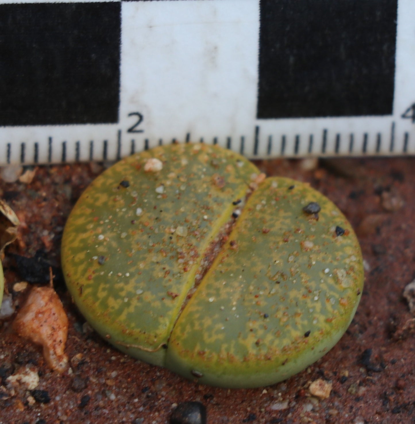 Lithops lesliei var. lesliei (cv. Albainica) C063a