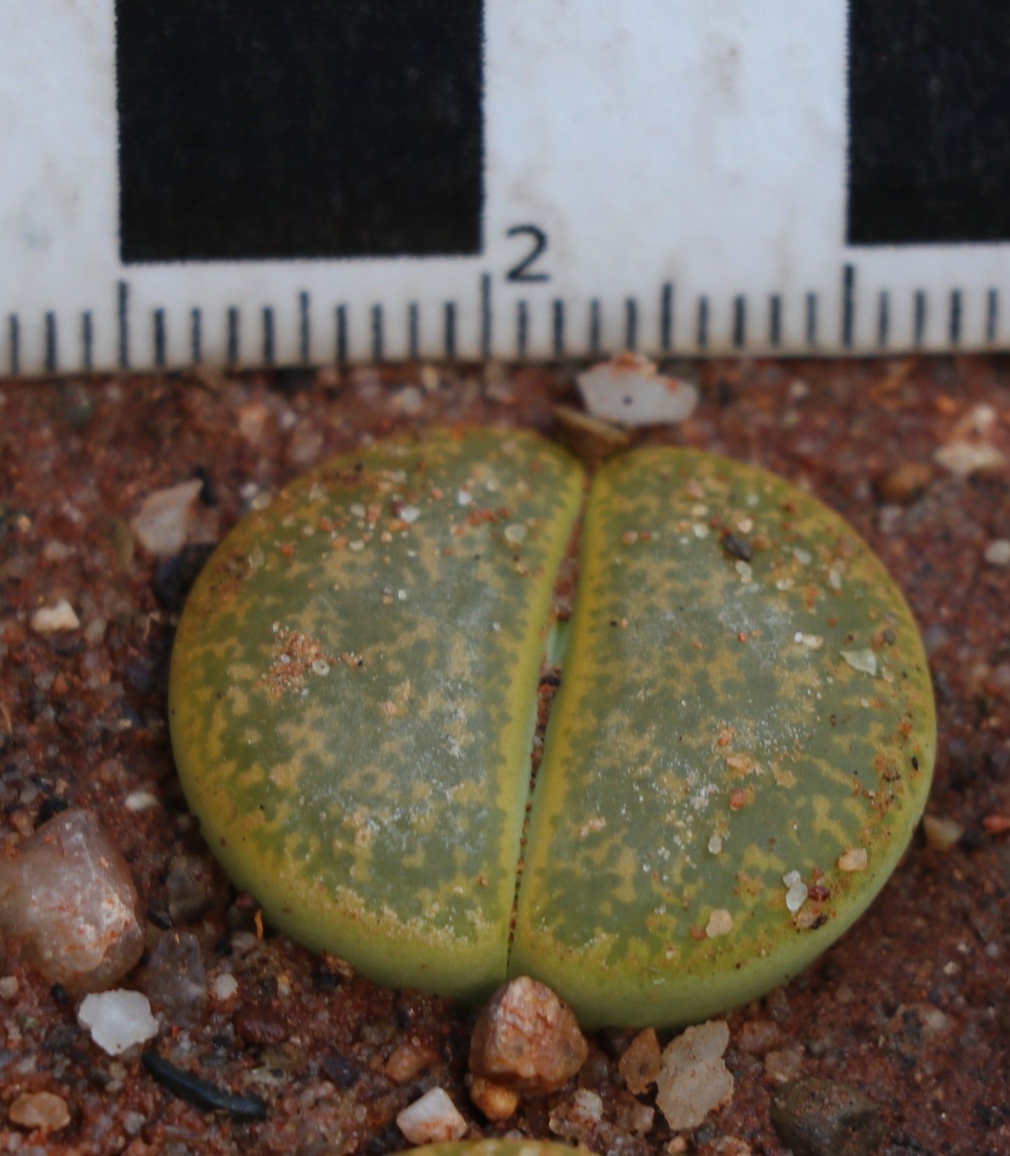 Lithops lesliei var. lesliei (cv. Albainica) C063a