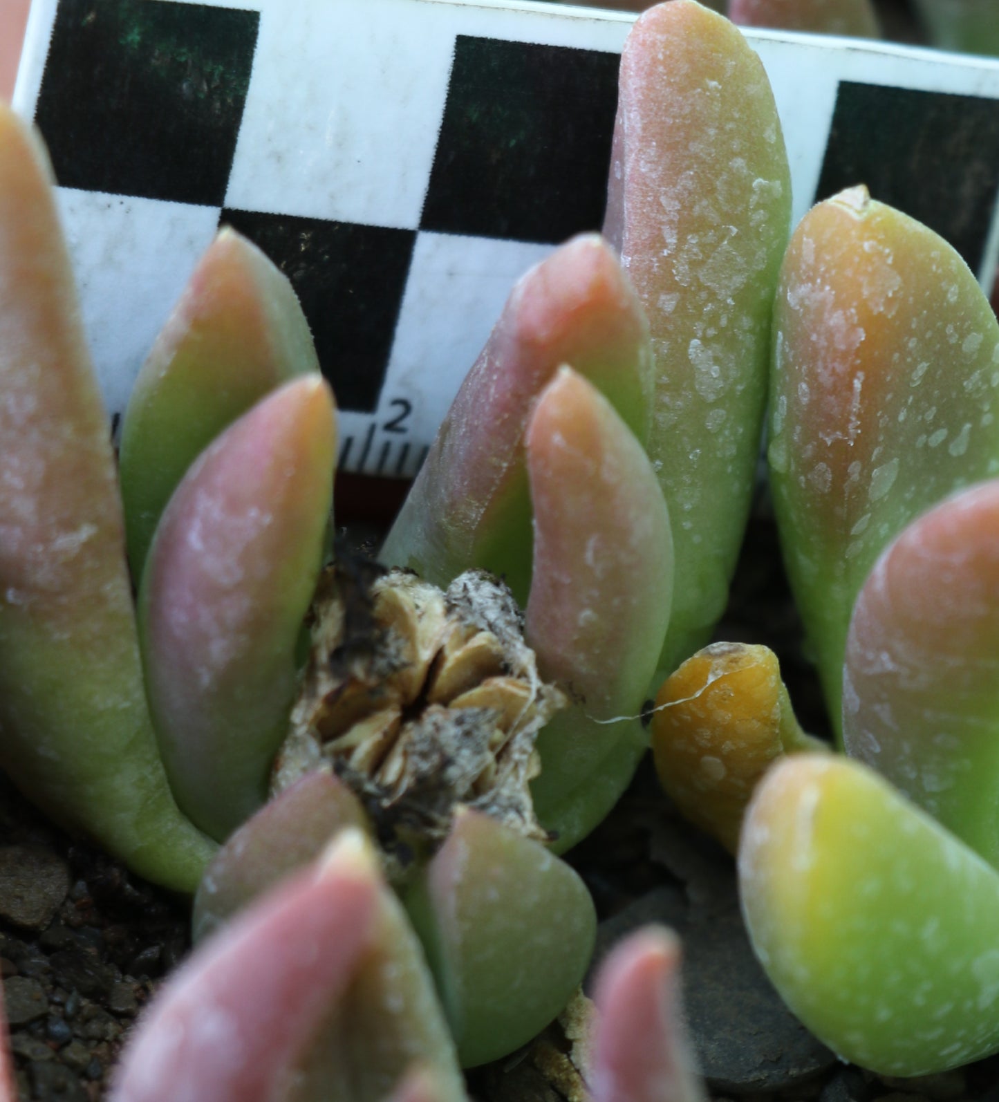 Glottiphyllum suave (Laingsburg)