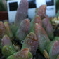 Glottiphyllum suave (Laingsburg)