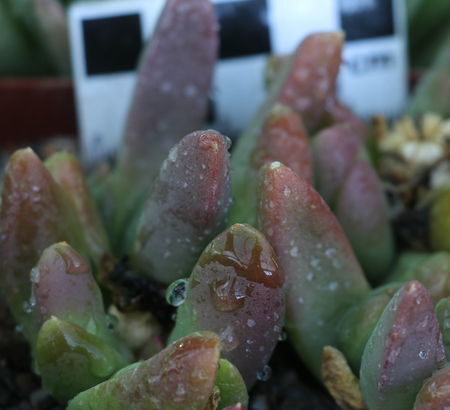 Glottiphyllum suave (Laingsburg)