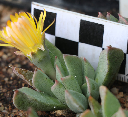 Prepodesma orpenii (Postmasburg)