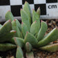 Prepodesma orpenii (Postmasburg)