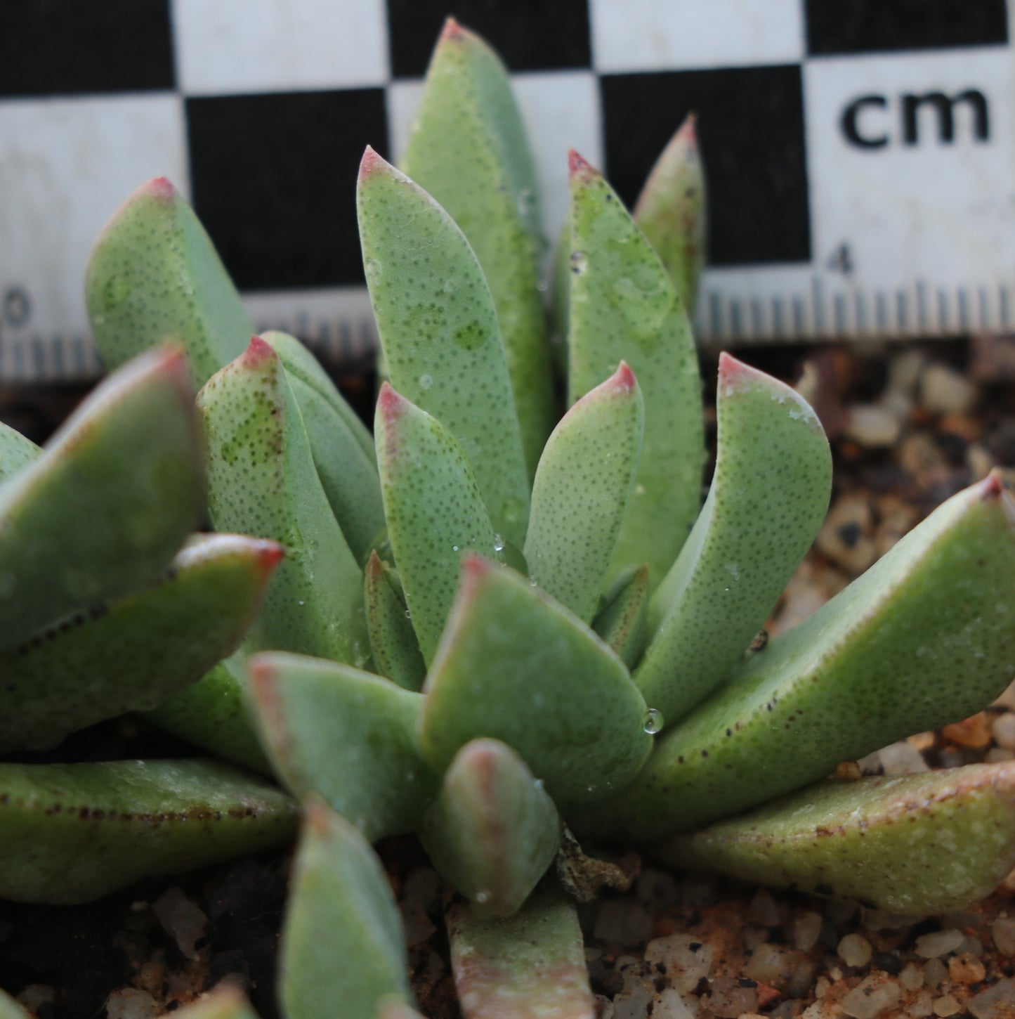 Prepodesma orpenii (Postmasburg)