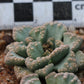 Titanopsis calcarea (Vosburg)