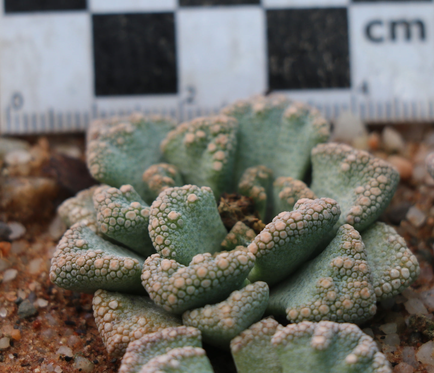 Titanopsis calcarea (Vosburg)