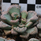 Titanopsis calcarea (Vosburg)