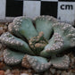 Titanopsis calcarea (Vosburg)