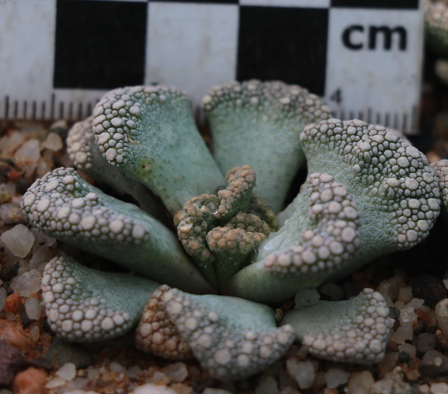 Titanopsis calcarea (Vosburg)