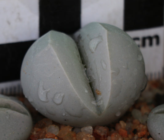 Dinteranthus inexpectatus