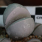 Dinteranthus inexpectatus