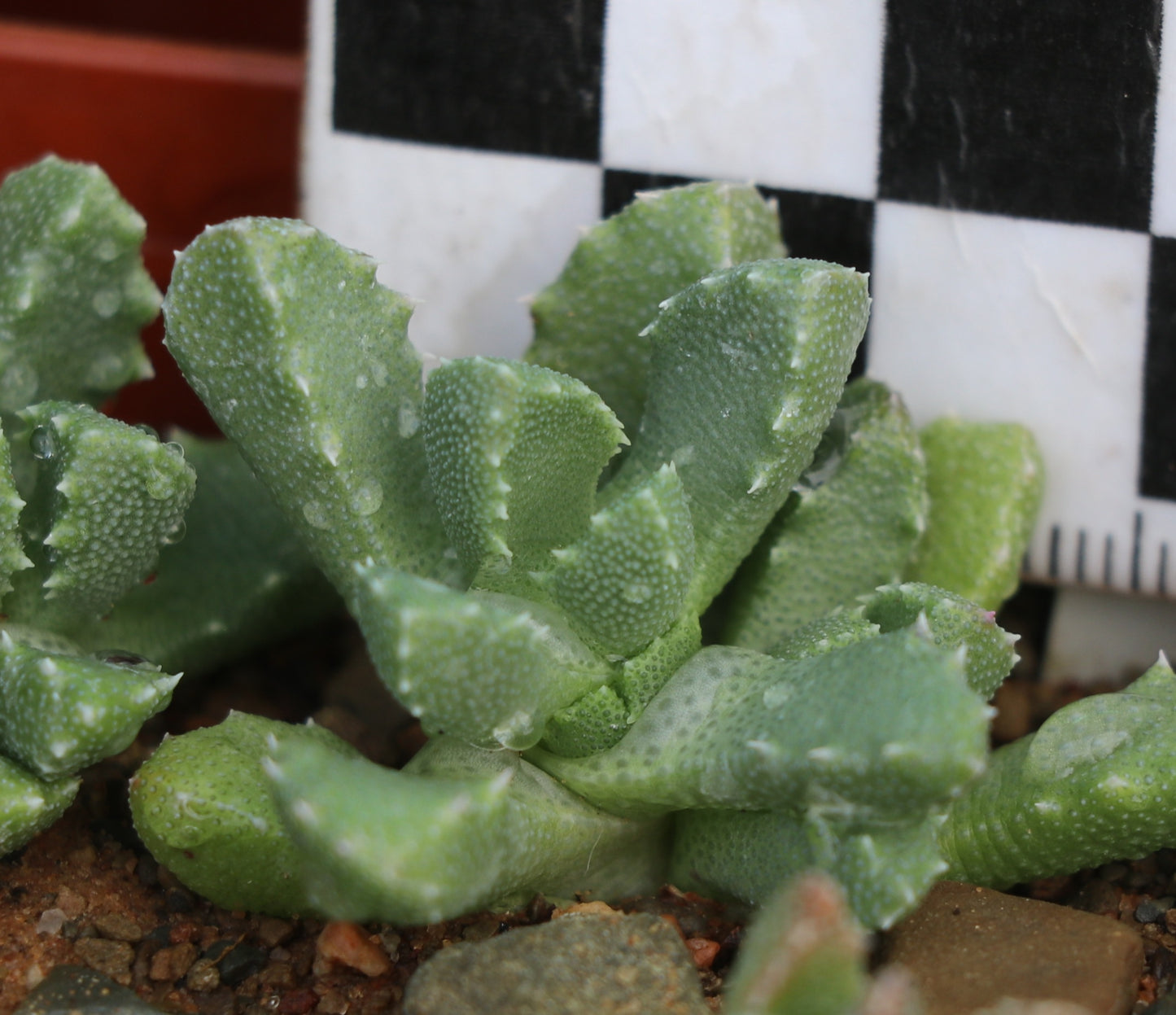 Stomatium peersii (Hanover)