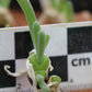Monilaria moniliformis (Bunny Ears)