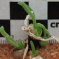 Monilaria moniliformis (Bunny Ears)
