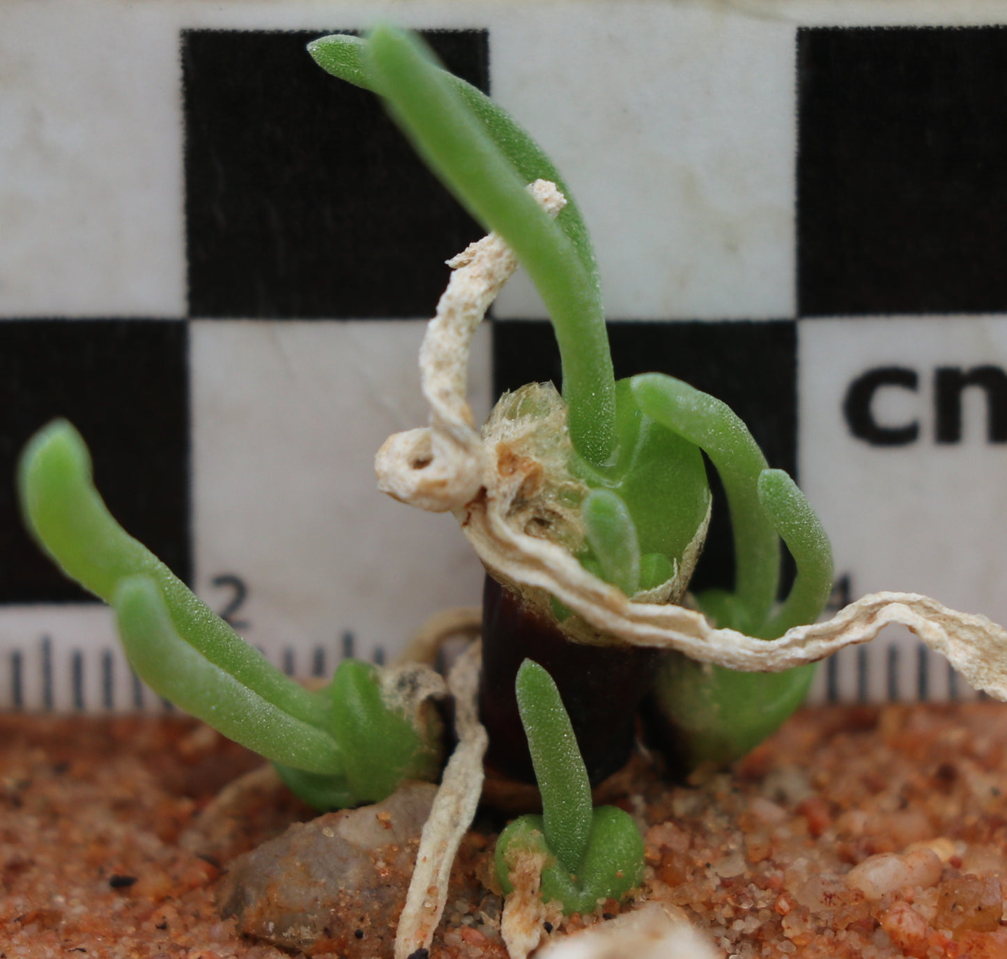 Monilaria moniliformis (Bunny Ears)
