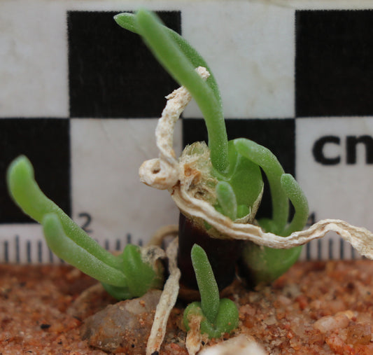 Monilaria moniliformis (Bunny Ears)