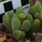 Gibbaeum dispar