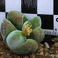 Gibbaeum dispar