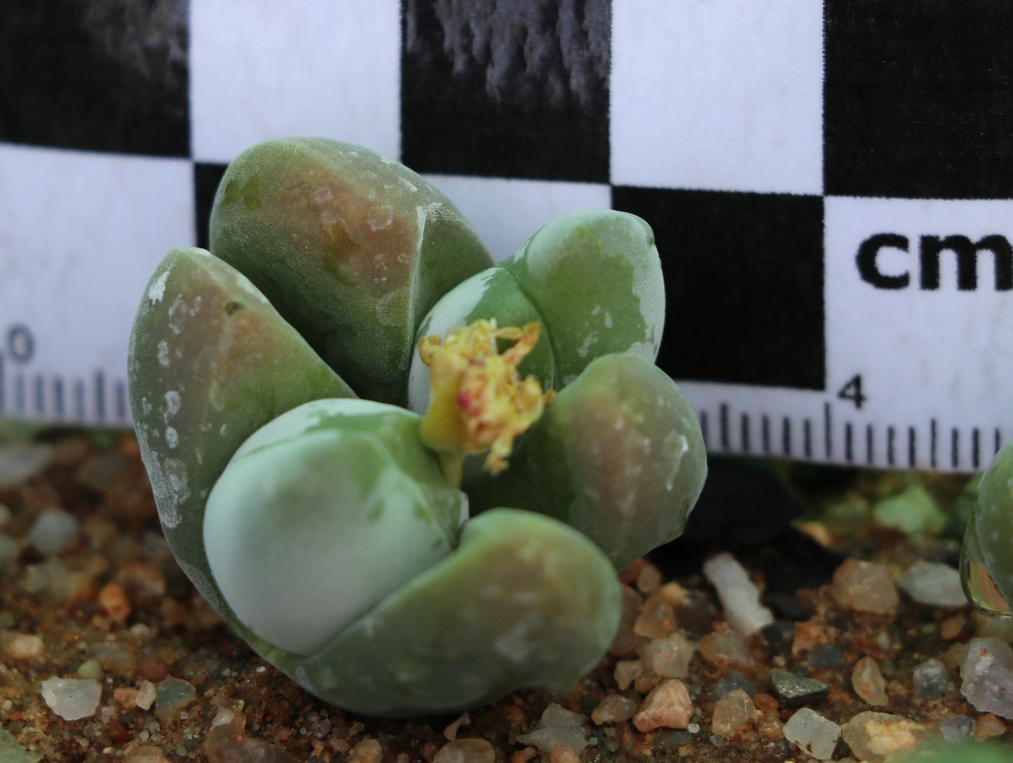 Gibbaeum dispar