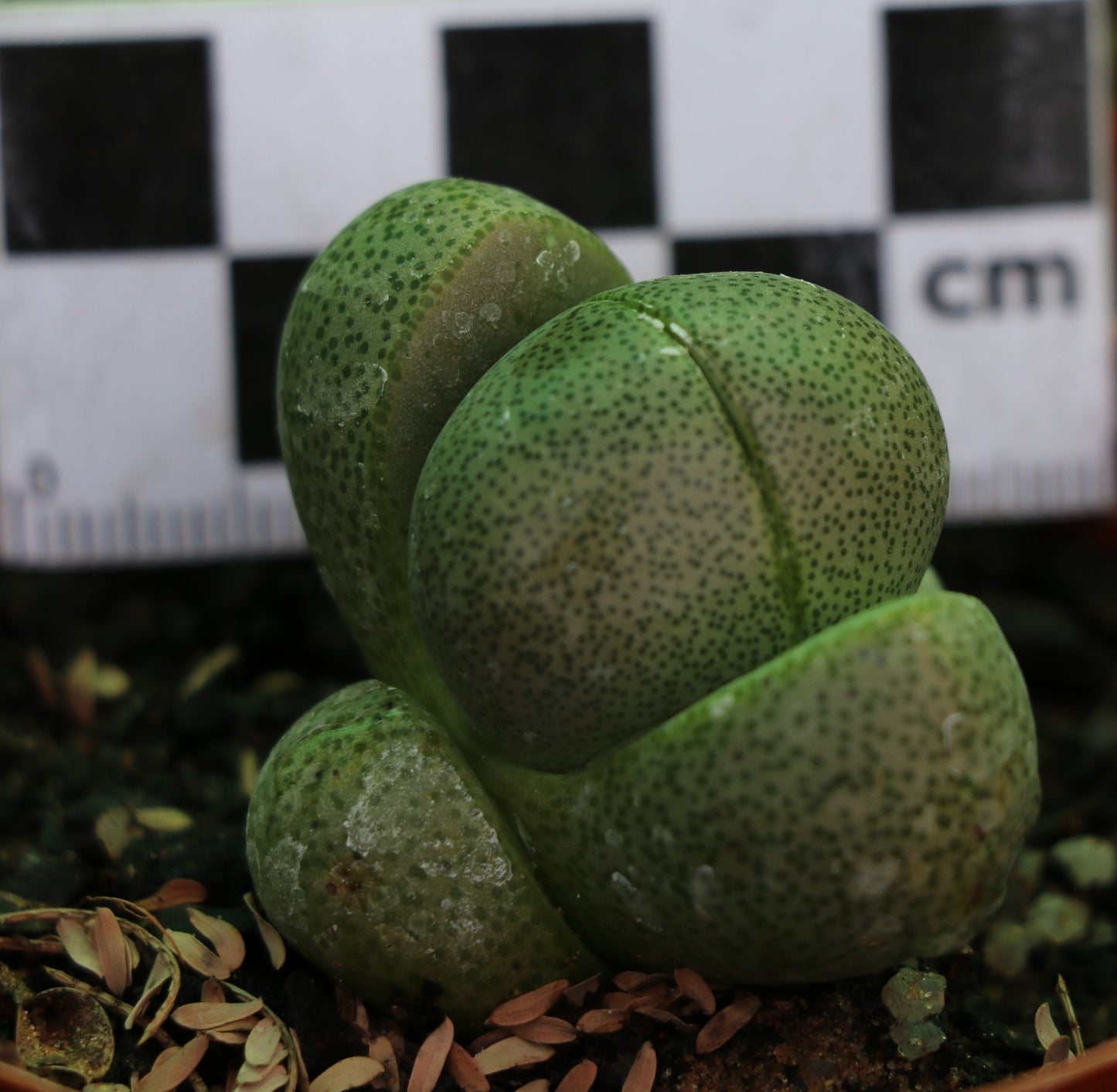 Pleiospilos nellii (Split Rock, Lewerplant)