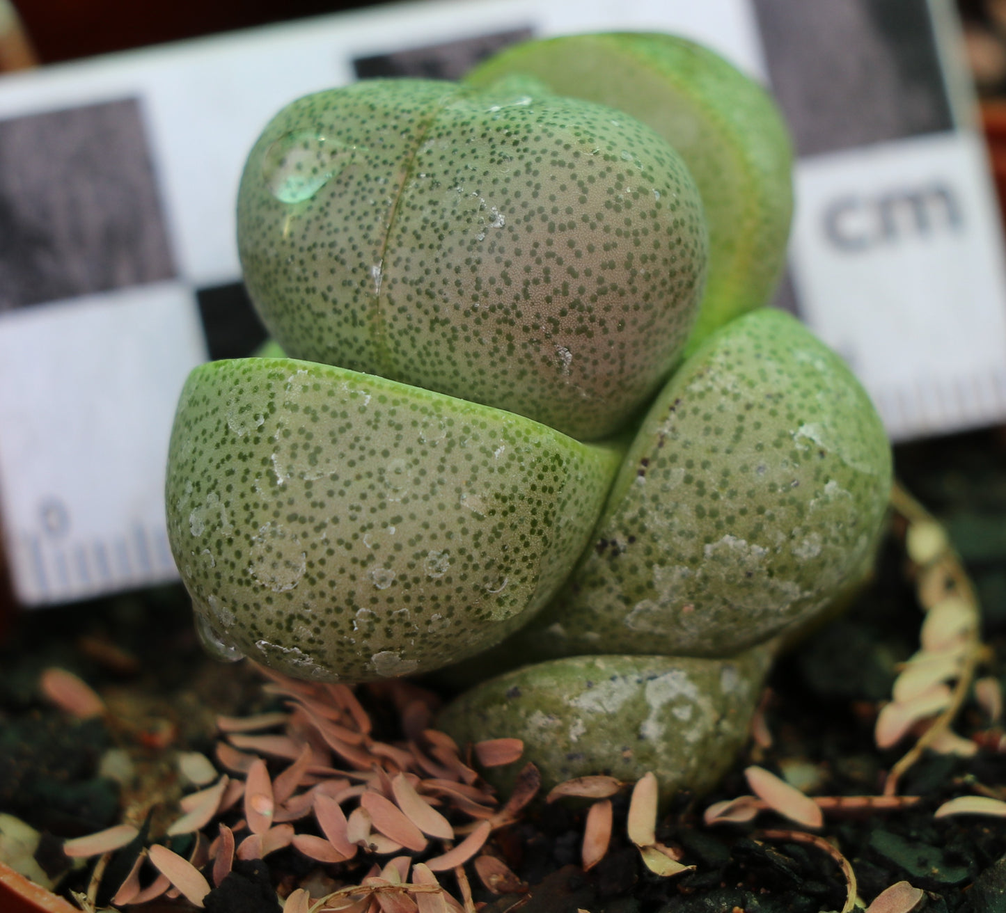 Pleiospilos nellii (Split Rock, Lewerplant)