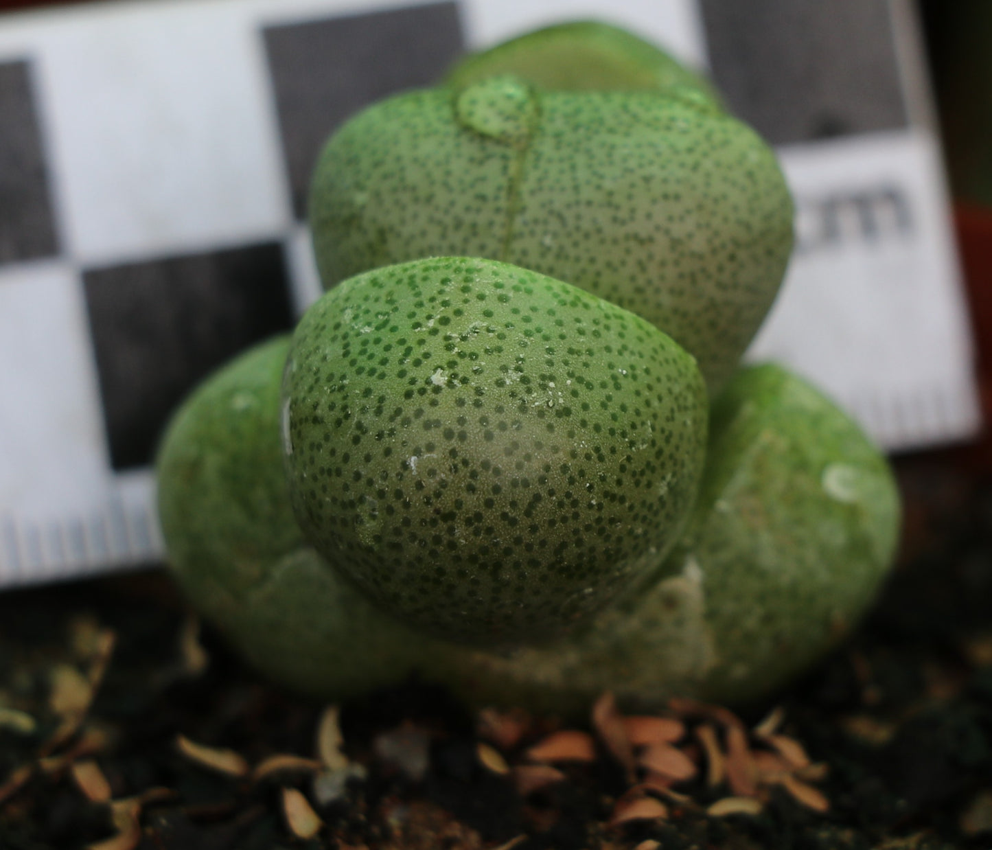 Pleiospilos nellii (Split Rock, Lewerplant)