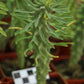 Euphorbia clandestina (Volstruisnek)