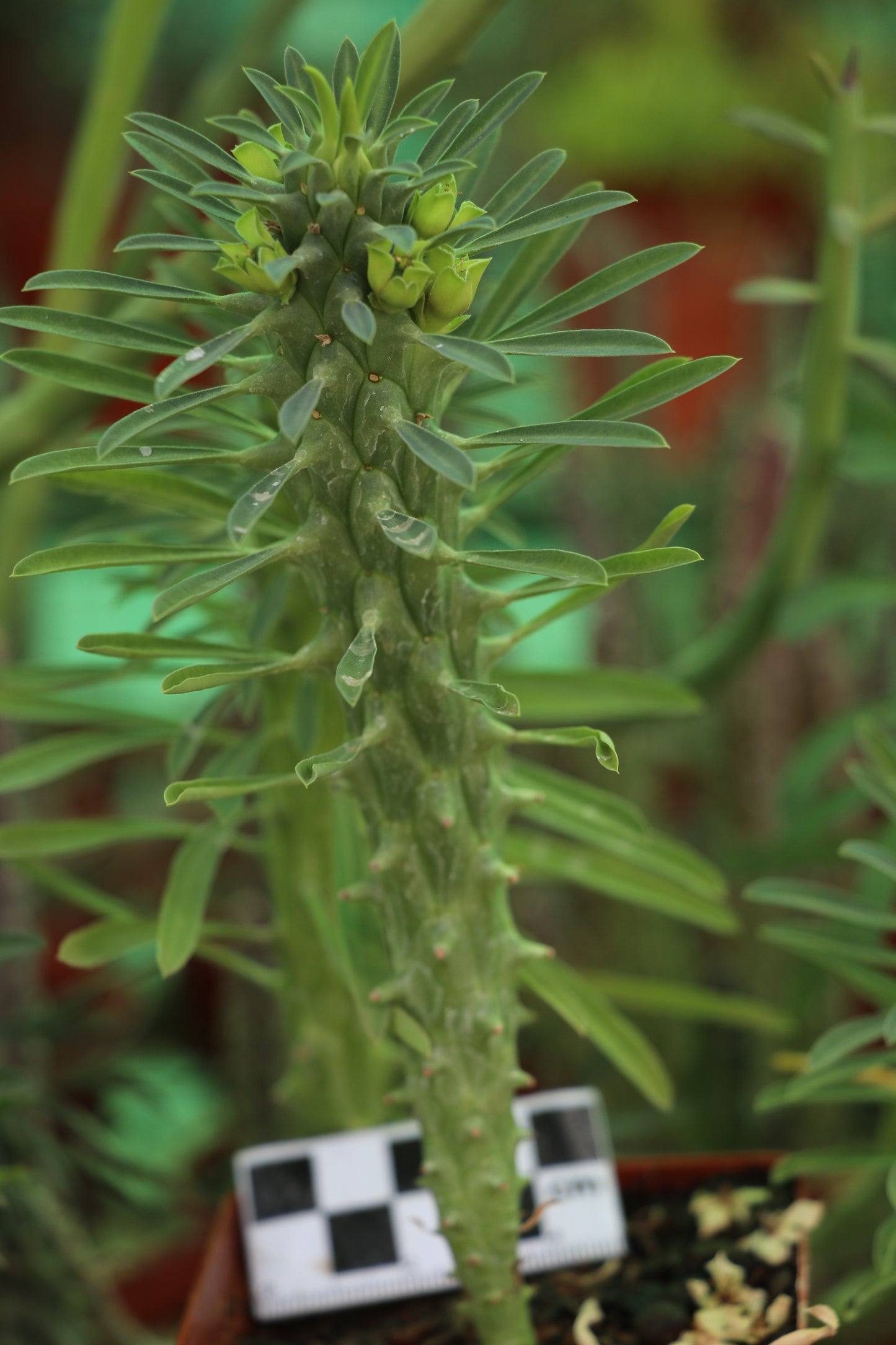 Euphorbia clandestina (Volstruisnek)