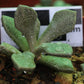 Aloinopsis rosulata (Beaufort West)