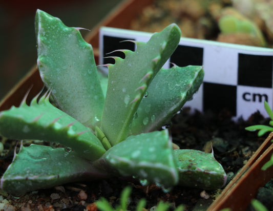 Faucaria felina (Cradockensis form - Cradock)