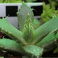 Faucaria felina (Cradockensis form - Cradock)