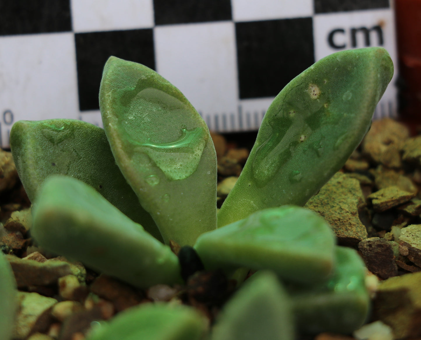 Deilanthe thudichumii (Beaufort West)