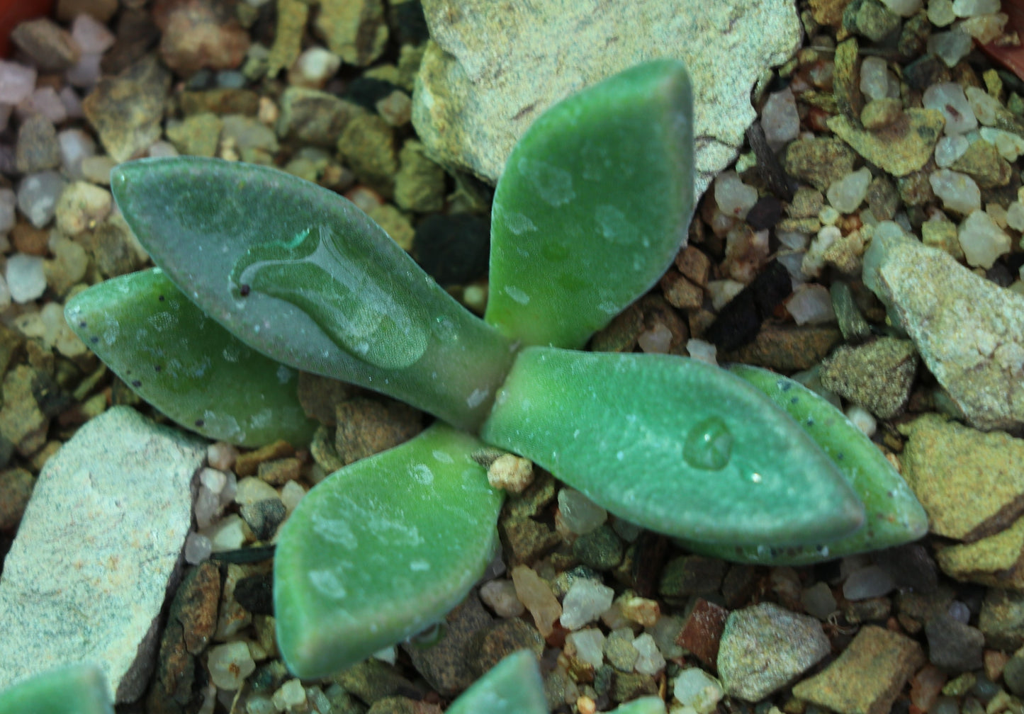 Deilanthe thudichumii (Beaufort West)