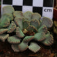 Titanopsis calcarea (Fulleri Form) Saxendrift