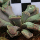 Titanopsis calcarea (Fulleri Form) Saxendrift