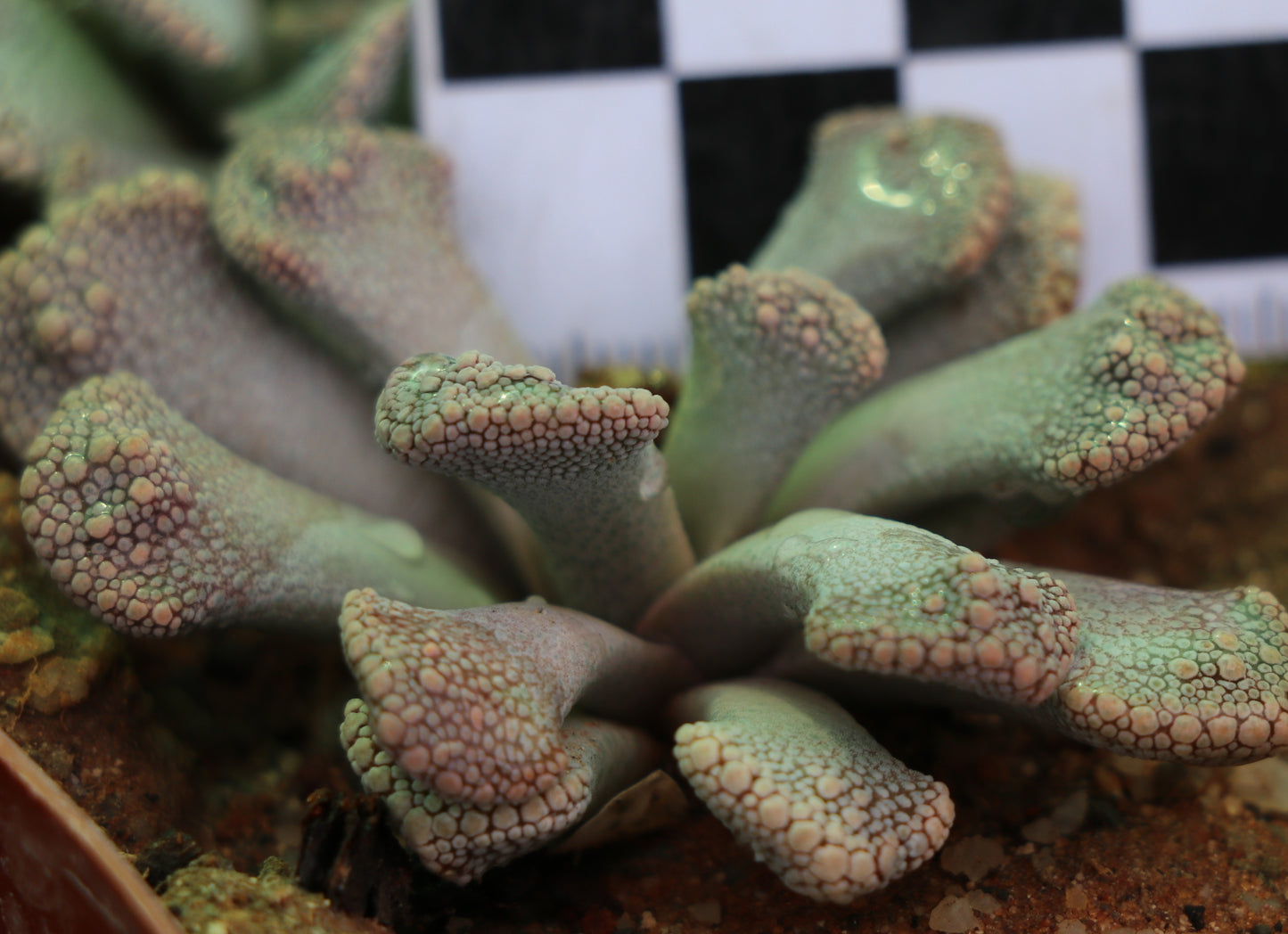 Titanopsis calcarea (Fulleri Form) Saxendrift