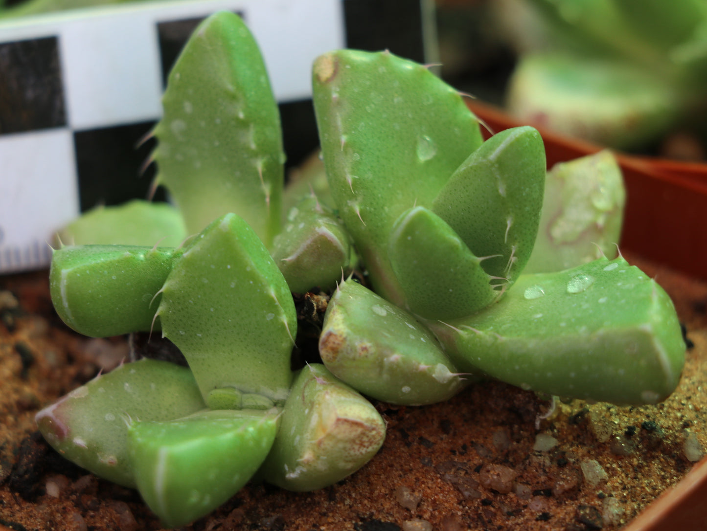 Faucaria subintegra (Tiger Jaws)