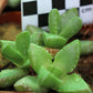 Faucaria subintegra (Tiger Jaws)