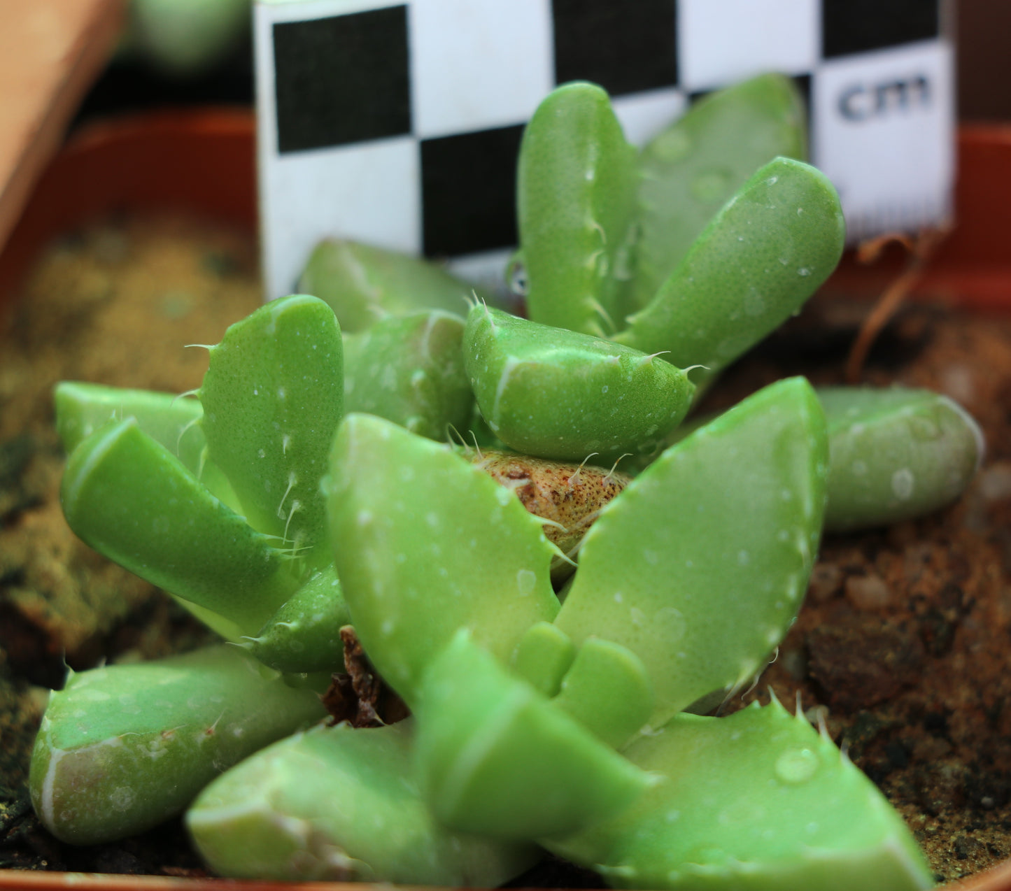 Faucaria subintegra (Tiger Jaws)