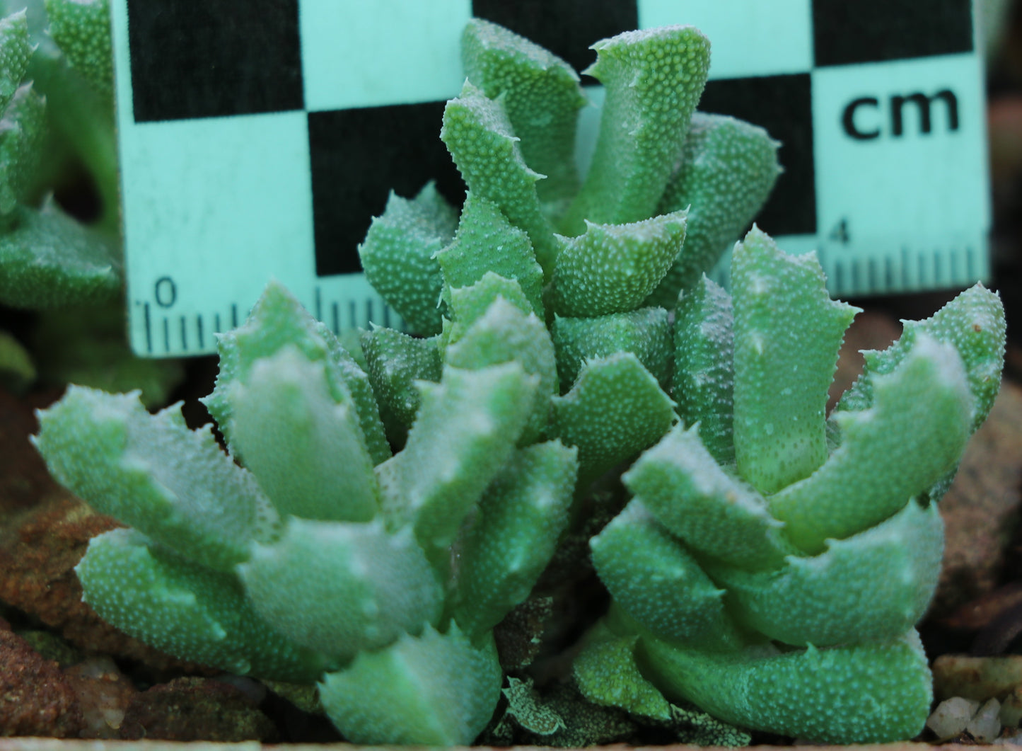 Stomatium middelburgense (Middelburg)