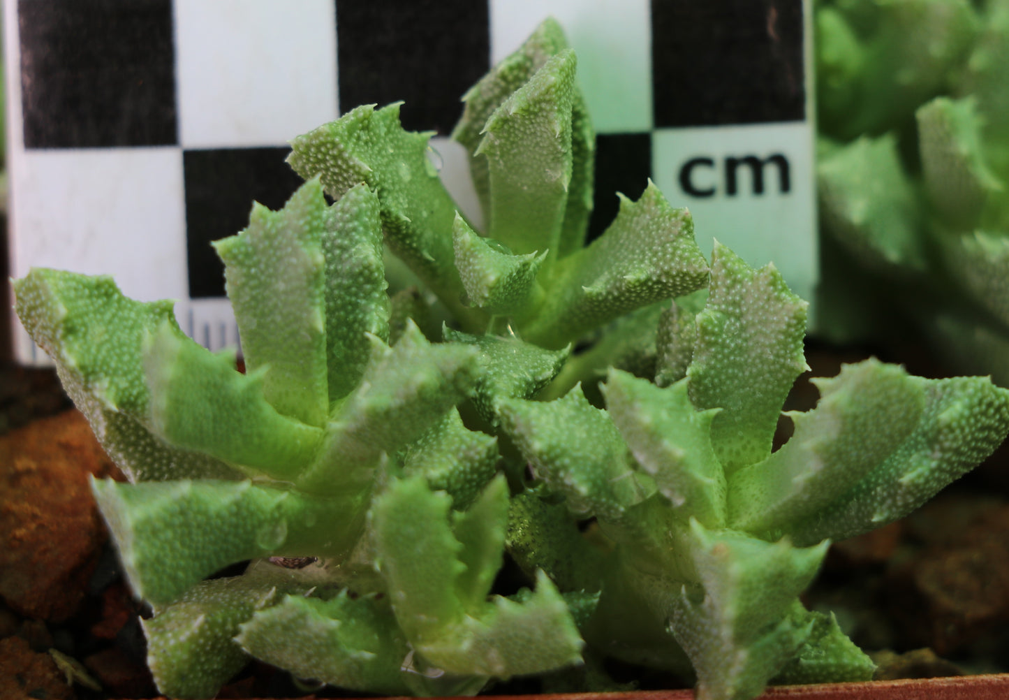 Stomatium middelburgense (Middelburg)