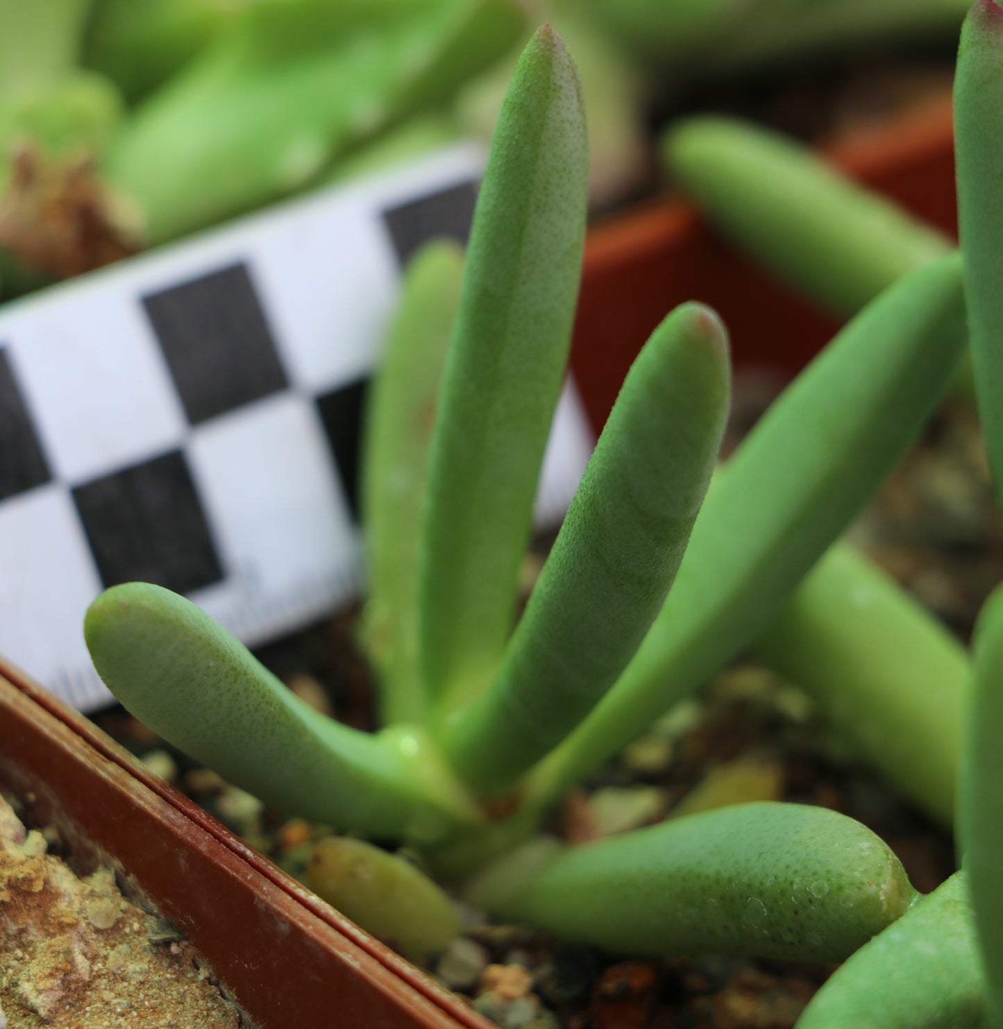 Cyllindrophyllum tugwelliae (Laingsburg)