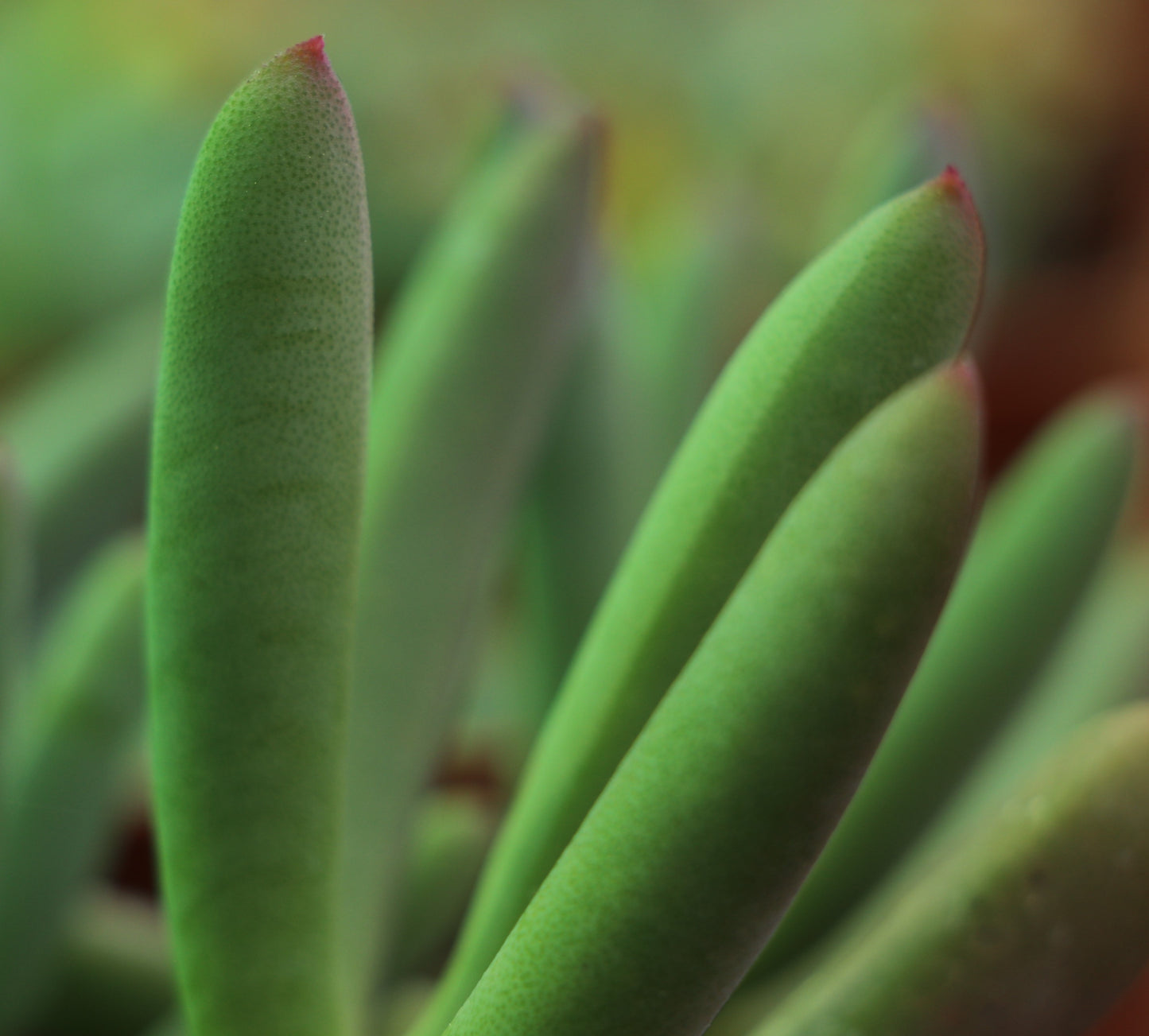 Cyllindrophyllum tugwelliae (Laingsburg)