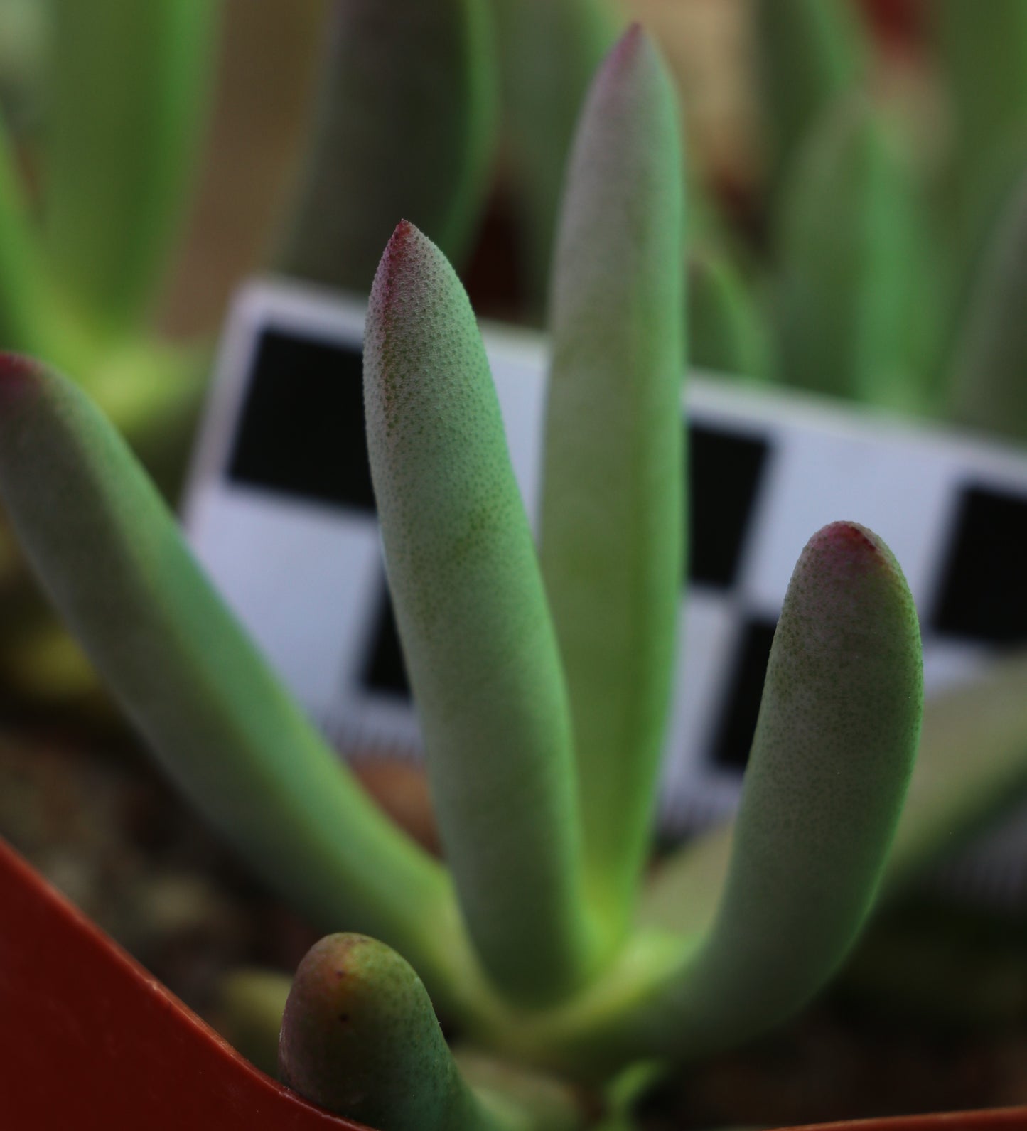 Cyllindrophyllum tugwelliae (Laingsburg)