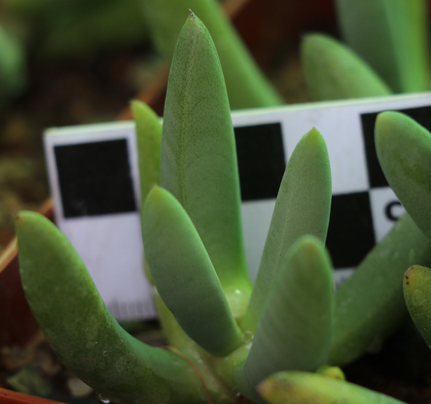 Cyllindrophyllum comptonii (Matjiesfontein)