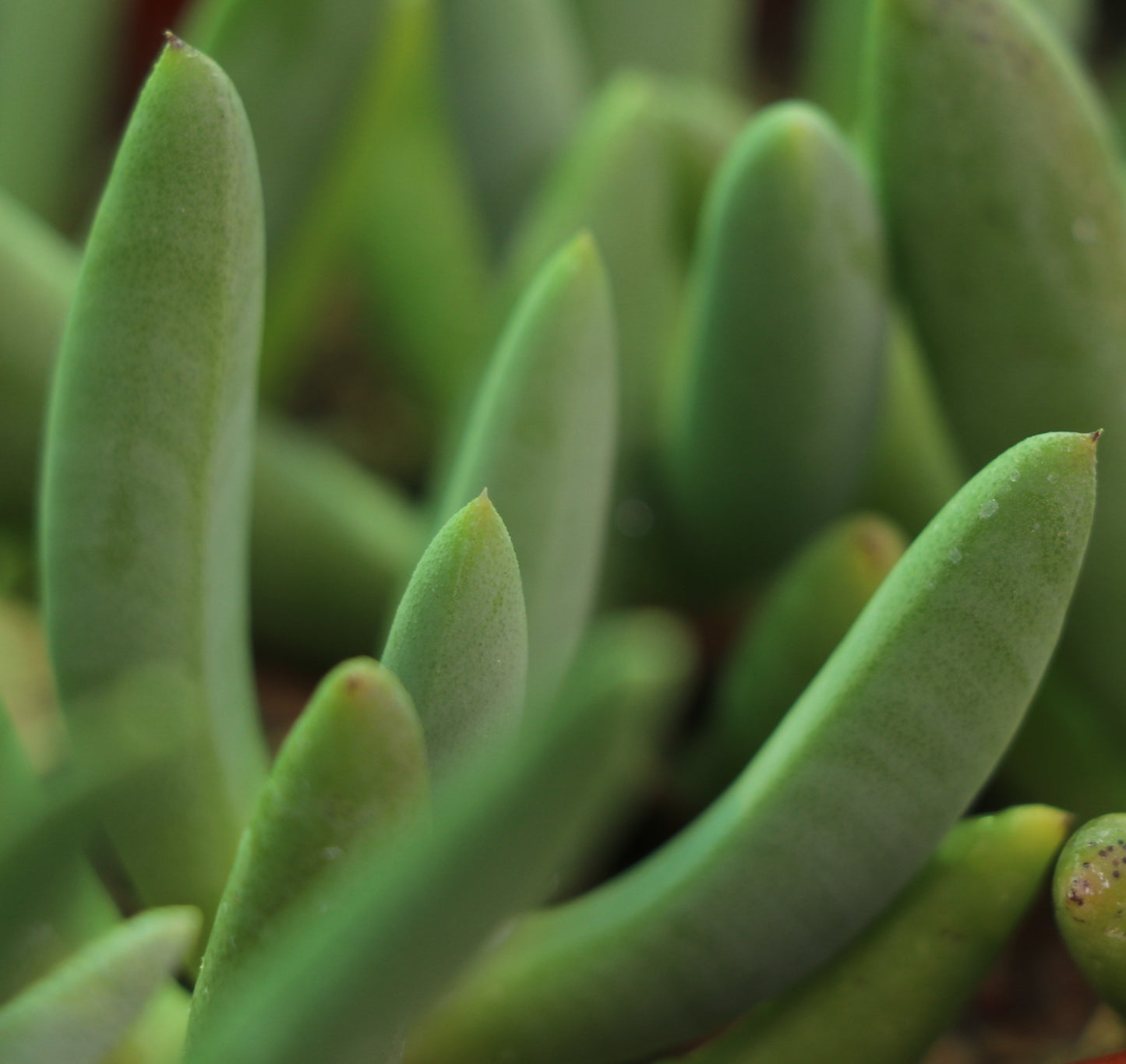 Cyllindrophyllum comptonii (Matjiesfontein)