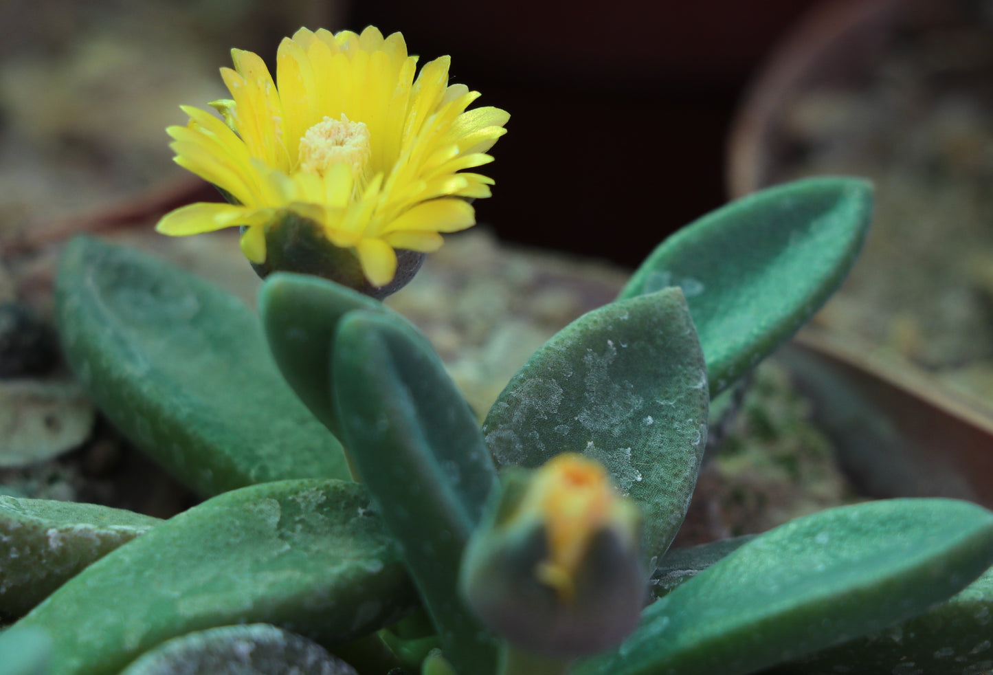 Deilanthe thudichumii (Beaufort West)